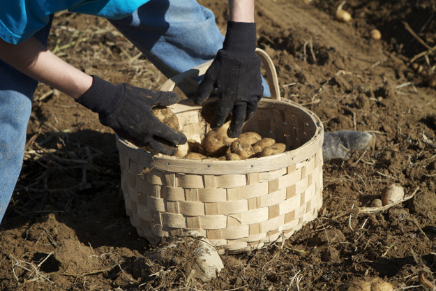 potato basket, potato picking, potato harvest, nanette faye photography